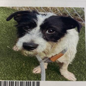 Scottie -  Jack Russell Terrier Dog for Adoption in Lake Jackson, Texas - Scottie | PetCurious