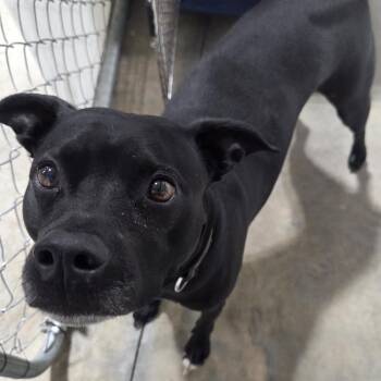 Bud -  Pit Bull Terrier Dog for Adoption in Billings, Montana - Bud | PetCurious