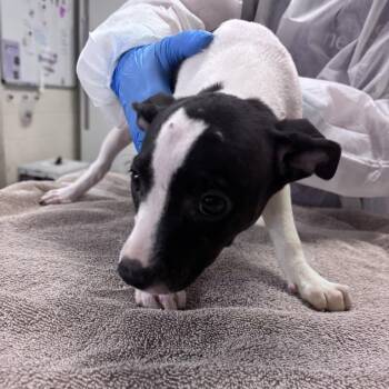 Evaporated Milk -  Mixed Breed Dog for Adoption in Asheville, North Carolina - Evaporated Milk | PetCurious
