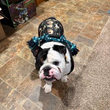 Tank -  English Bulldog Dog for Adoption in Chicago, Illinois - Tank | PetCurious