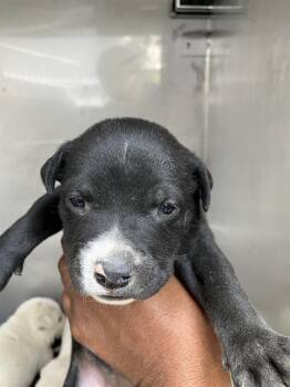 VIOLA -  Mixed Breed Dog for Adoption in Dallas, Texas - VIOLA | PetCurious