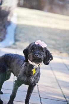 Poodle Dogs Available for Adoption - Minnie Rose | PetCurious