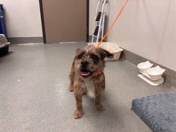 Tibetan Terrier and Mixed Breed Dogs Available for Adoption in Ontario, California - THEO | PetCurious