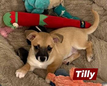 Chihuahua Dogs Available for Adoption in Lexington, Kentucky - Tilly | PetCurious