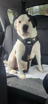 Moose -  Mixed Breed Dog for Adoption in Rochester, Washington - Moose | PetCurious