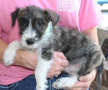 Zeke 44378 -  Terrier Dog for Adoption in Prattville, Alabama - Zeke 44378 | PetCurious