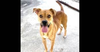 AAD New Arrival! Jerry - 26174 -  Hound and Black Mouth Cur Dog for Adoption in Armonk, New York - AAD New Arrival! Jerry - 26174 | PetCurious