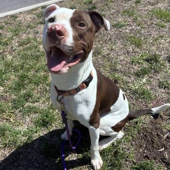 American Bulldog and Terrier Dogs Available for Adoption - Mouse  | PetCurious