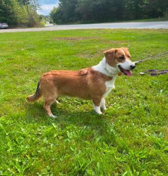 Beau -  Corgi and Labrador Retriever Dog for Adoption in Lunenburg, Vermont - Beau | PetCurious