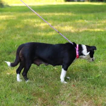 CT Lucy -  Border Collie and Basset Hound Dog for Adoption in Stormville, New York - CT Lucy | PetCurious