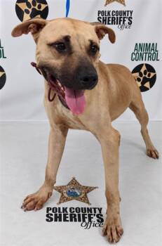 A1282741 -  American Bulldog and Mixed Breed Dog for Adoption in Winter Haven, Florida - A1282741 | PetCurious