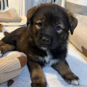 Border Collie and German Shepherd Dog Dogs Available for Adoption in Andover, Massachusetts - Lyra Hufflepup | PetCurious