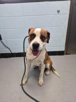 Boxer Dogs Available for Adoption in Lawrenceville, Georgia - Pen 148 | PetCurious