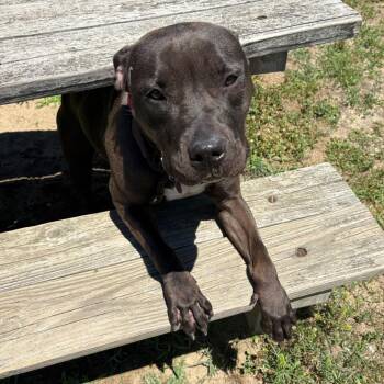 Genevieve -  Pit Bull Terrier Dog for Adoption in Newark, New Jersey - Genevieve | PetCurious