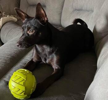 Izzy -  Chihuahua Dog for Adoption in Shawnee, Oklahoma - Izzy | PetCurious