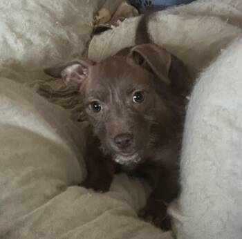 Wirehaired Terrier Dogs Available for Adoption in Longmont, Colorado - Emerald | PetCurious