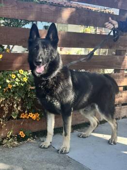 German Shepherd Dog Dogs Available for Adoption in Newport Beach, California - Colby | PetCurious