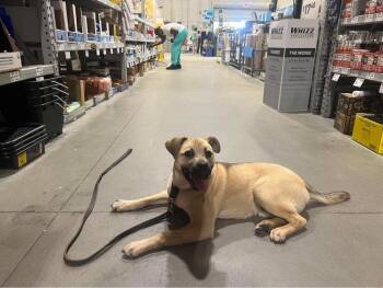 Labrador Retriever and German Shepherd Dog Dogs Available for Adoption in Carrollton, Virginia - Dexter | PetCurious