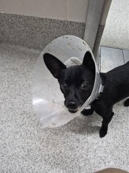 IRON -  Chihuahua and Mixed Breed Dog for Adoption in Omaha, Nebraska - IRON | PetCurious