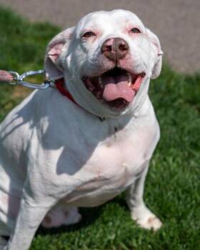 Hamm -  English Bulldog and English Setter Dog for Adoption in Pequot Lakes, Minnesota - Hamm | PetCurious