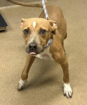 Drago -  Mixed Breed Dog for Adoption in Chamblee, Georgia - Drago | PetCurious