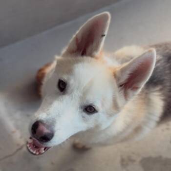 Siberian Husky Dogs Available for Adoption in Los Angeles, California - Panda A2251218 | PetCurious