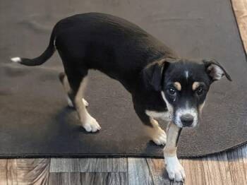 Mixed Breed Dogs Available for Adoption in Waunakee, Wisconsin - Galadriel | PetCurious
