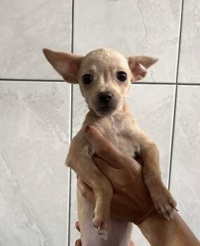 Leila -  Chihuahua and Shih Tzu Dog for Adoption in Escondido, California - Leila | PetCurious
