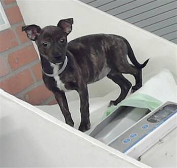 Chihuahua and Mixed Breed Dogs Available for Adoption in Houston, Texas - ZOYA | PetCurious