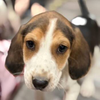 Europe Express -  Hound and Mixed Breed Dog for Adoption in Fredericksburg, Virginia - Europe Express | PetCurious