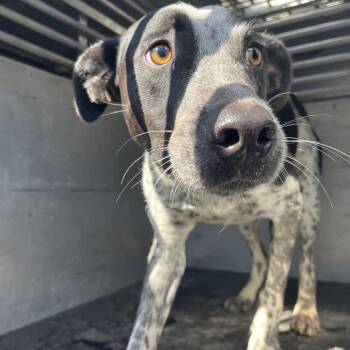 Mordecai -  Australian Cattle Dog Blue Heeler and Mixed Breed Dog for Adoption in Edinburg, Texas - Mordecai | PetCurious