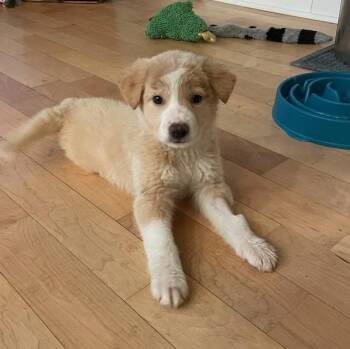 Australian Shepherd Dogs Available for Adoption - Perfect Peaches | PetCurious