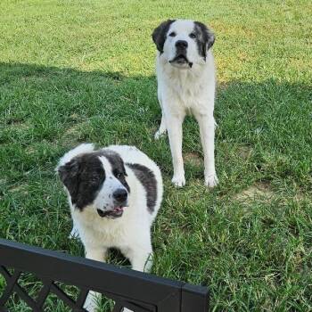 DIXIE -  Great Pyrenees Dog for Adoption in Louisville, Kentucky - DIXIE | PetCurious