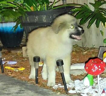 Anatolian Shepherd Dogs Available for Adoption in San Antonio, Texas - PAN DULCE | PetCurious