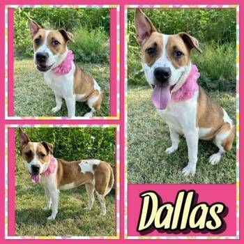 Pit Bull Terrier Dogs Available for Adoption in Watauga, Texas - Dallas | PetCurious