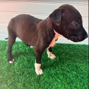 BLYTHE -  Mixed Breed Dog for Adoption in Fernandina Beach, Florida - BLYTHE | PetCurious