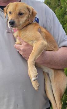 Vixie Bloom -  Mixed Breed Dog Available for Adoption in Fort Stockton, Texas - Vixie Bloom | PetCurious