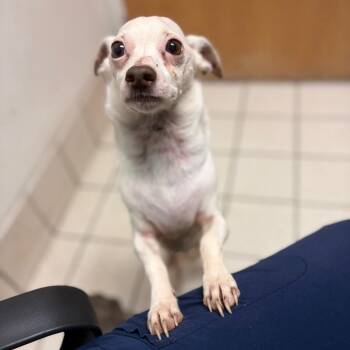 Bubble Tea -  Mixed Breed Dog for Adoption in Charleston, West Virginia - Bubble Tea | PetCurious