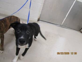 Cookie (313) -  Labrador Retriever and Boxer Dog for Adoption in Marietta, Georgia - Cookie (313) | PetCurious