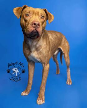 Rufus -  American Staffordshire Terrier Dog for Adoption in St. Clair Shores, Michigan - Rufus | PetCurious