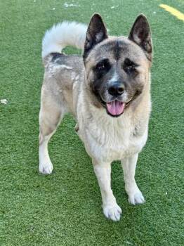 Akita Dogs Available for Adoption in Dallas, Texas - FRIJOL | PetCurious