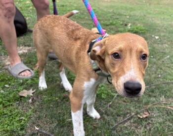 Rescue Labrador Retriever Dogs for Adoption in Boston, Massachusetts - Mocka Gilley | PetCurious