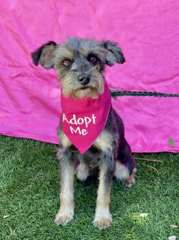 Poodle and Terrier Dogs Available for Adoption in Rowland Heights, California - Gigi | PetCurious