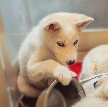 Husky Dogs Available for Adoption in Warren, Michigan - Kyle | PetCurious