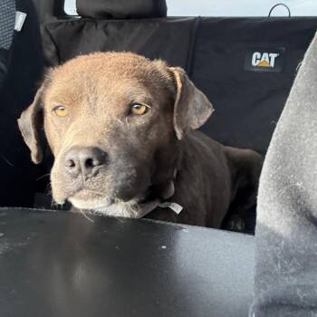 Rescue Black Labrador Retriever Dogs for Adoption in Chinle, Arizona - Ember | PetCurious