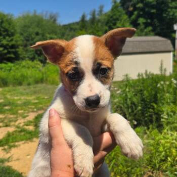 CT Bolivia -  Mixed Breed Dog for Adoption in Stormville, New York - CT Bolivia | PetCurious