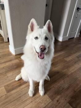 Siberian Husky Dogs Available for Adoption - Kingston | PetCurious