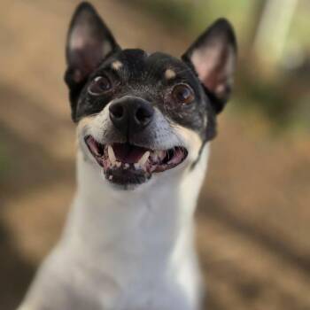 Remington -  Chihuahua Dog for Adoption in Justin, Texas - Remington | PetCurious