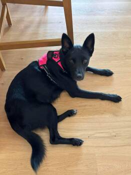 Ellie -  Shepherd and Black Labrador Retriever Dog for Adoption in Wando, South Carolina - Ellie | PetCurious