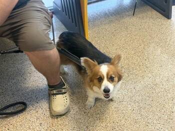 MIDNA -  Cardigan Welsh Corgi Dog for Adoption in Doral, Florida - MIDNA | PetCurious